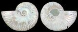 Polished Ammonite Pair - Agatized #68849-1
